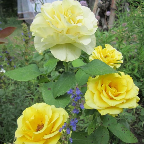 Rosa 'Kerio'