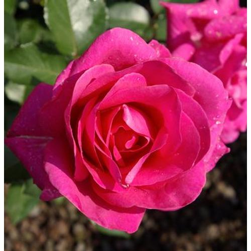 Rosa 'Lancome'