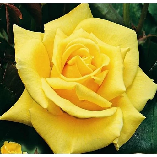Rosa 'Landora'