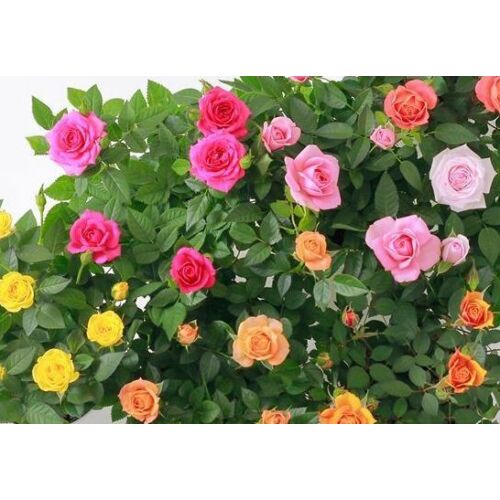 Rózsa mini mix - Rosa sp. 20/30cm K12cm