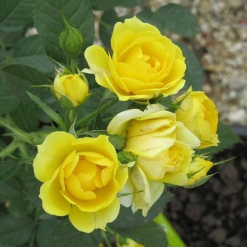 Rosa 'Miniature Yellow'