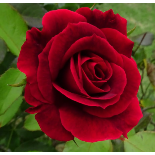 Rózsa magastörzsű 'Mr. Lincoln' - Rosa 'Mr. Lincoln' 120/150 cm K7,5l  T80
