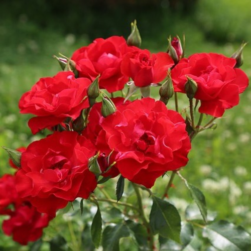 Rosa 'Nina Weibull'