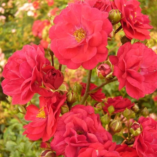 Rosa 'Rote The Fairy'