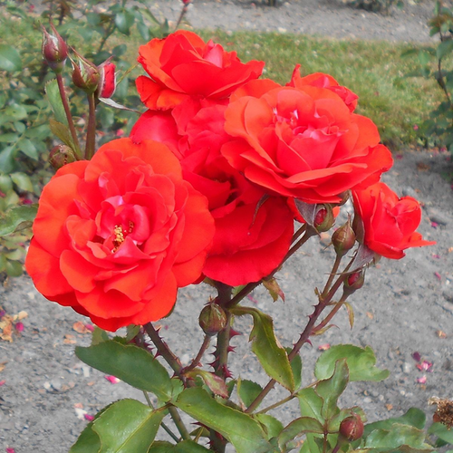 Rosa 'Satchmo' 