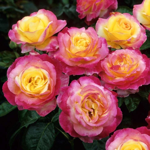 Rosa 'Sheila's Perfume'