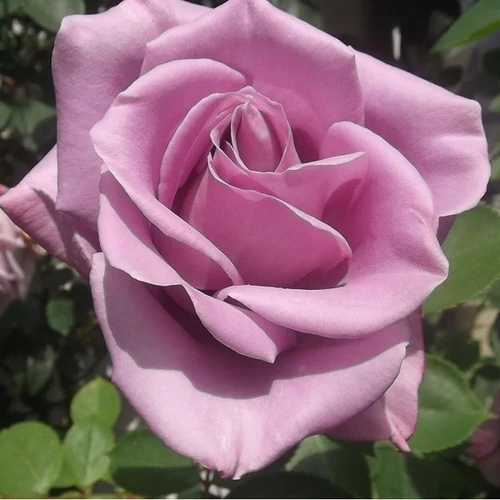 Rosa 'Sissi'