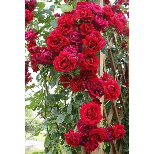 Rosa 'Sympathy'