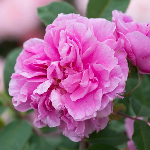 Rosa 'Therese Bugnet'