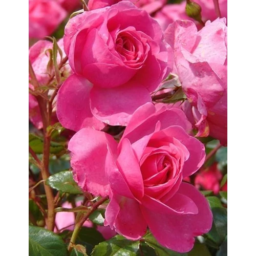 Rosa 'Tom-Tom'