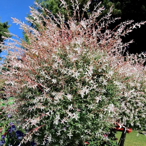 Salix integra 'Hakuro Nishiki'