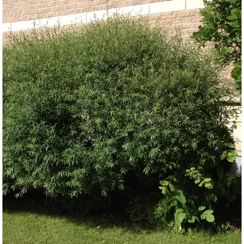 Csigolyafűz uráli - Salix purpurea 'Gracilis' 30/40cm K2l