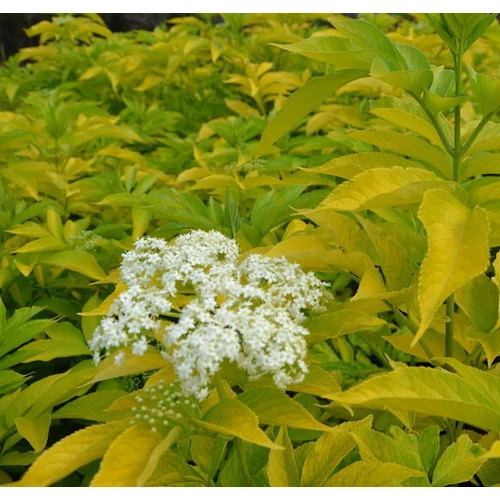 Sambucus nigra 'Aurea'