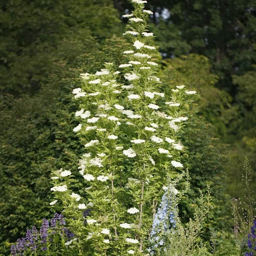 Sambucus nigra 'Obelisk'