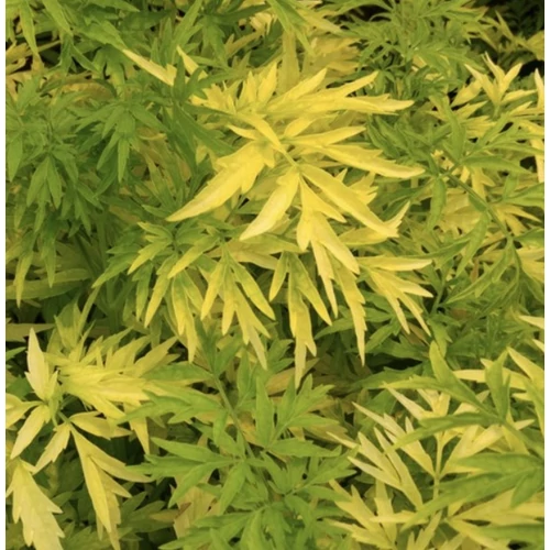 Sambucus racemosa 'Sutherland Gold'