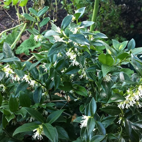 Bogyóspuszpáng - Sarcococca confusa 30/40cm K2l