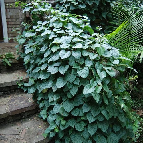 Schizophragma hydrangeoides 'Moonlight'
