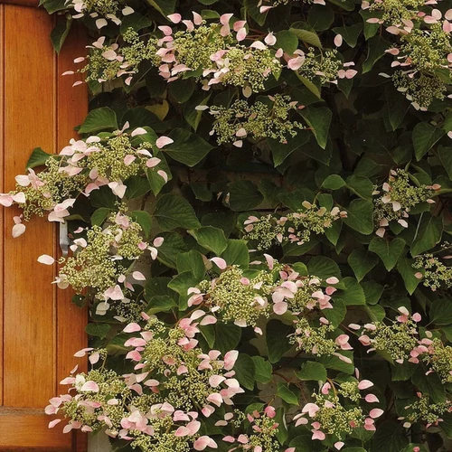 Schizophragma hydrangeoides 'Rose Sensation'