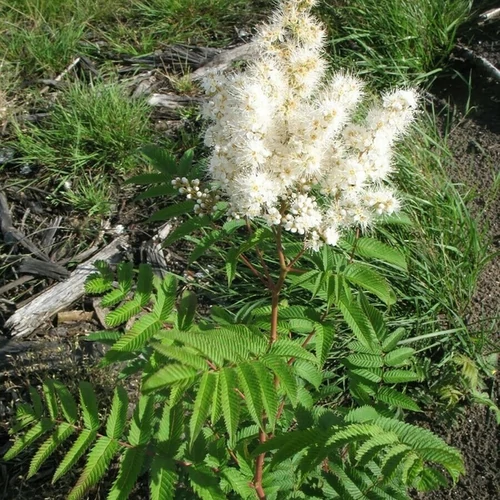 Sorbaria sorbifolia