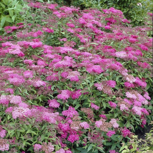 Spiraea japonica 'Crispa'