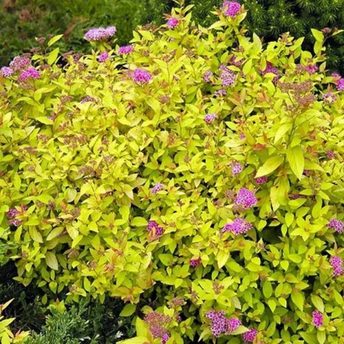 Spiraea japonica 'Golden Princess'