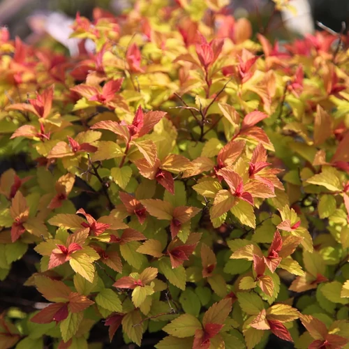 Spiraea japonica 'Goldflame'
