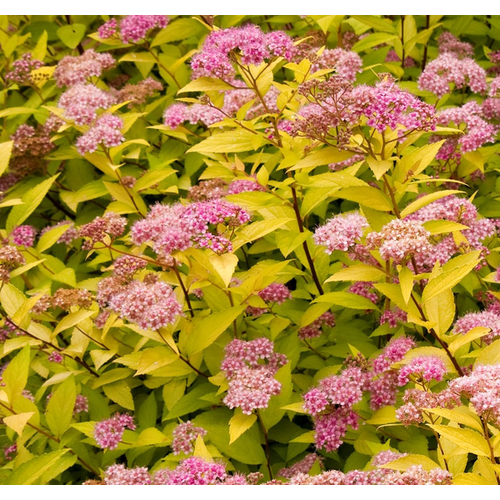 Spiraea japonica 'Goldmound'