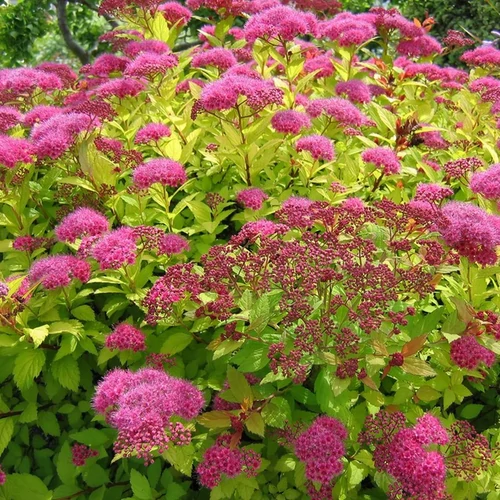 Spiraea japonica 'Magic Carpet'