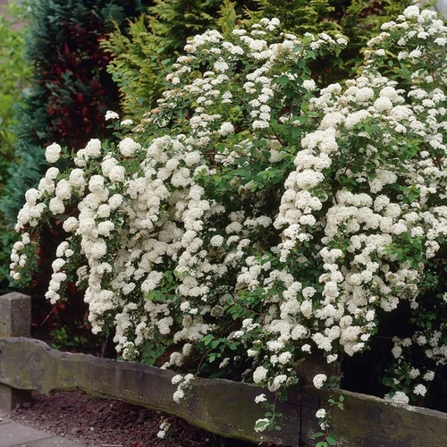 Spiraea nipponica 'Snowmound'