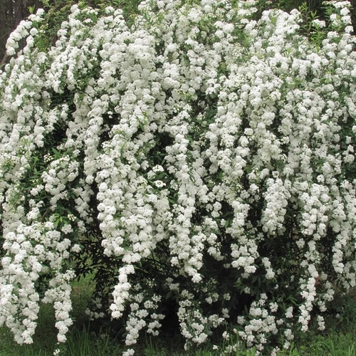 Spiraea vanhouttei