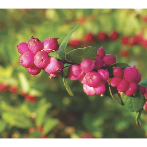 Symphoricarpos doorenbosii 'Magic Berry'