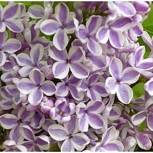 Syringa vulgaris 'Lila Wonder'