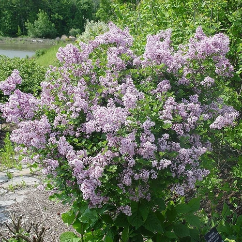 Syringa meyeri 'Palibin' 