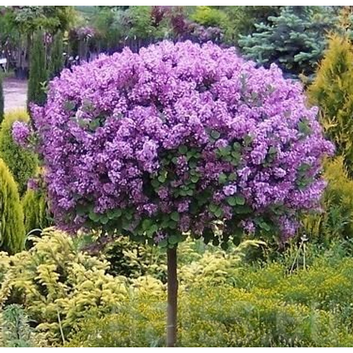 Orgona törpe - Syringa meyeri 'Palibin' 80/100cm K10l T80cm