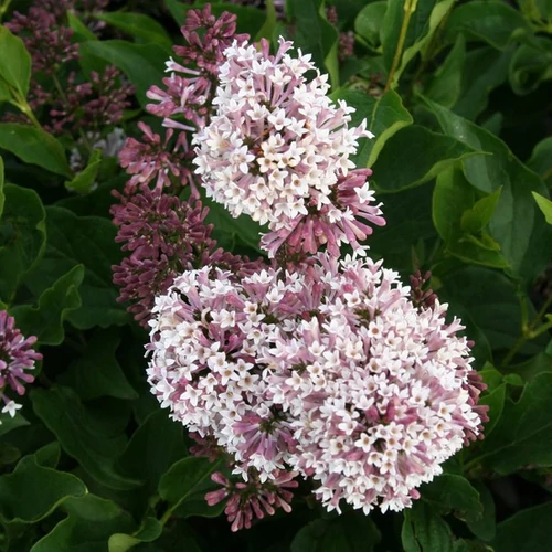 Syringa patula 'Miss Kim'
