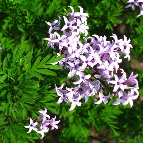 Syringa persica 'Laciniata'