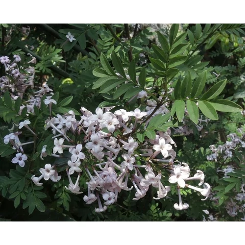 Syringa pinnatifolia