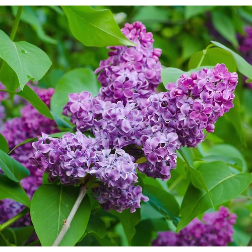 Syringa vulgaris 'Amethyst'