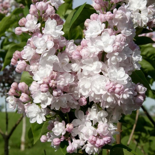 Syringa vulgaris 'Beauty of Moscow'