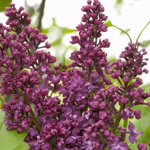 Syringa vulgaris 'Charles Joly'