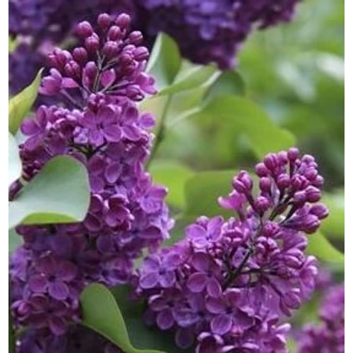 Syringa vulgaris 'Congo'