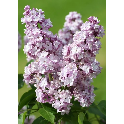 Syringa vulgaris 'General Pershing'