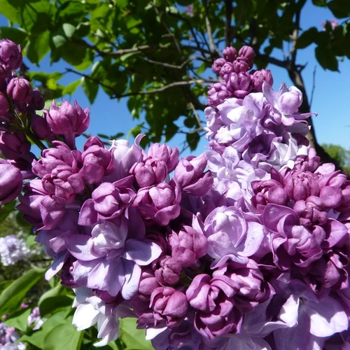 Syringa vulgaris 'Katherine Havemeyer'