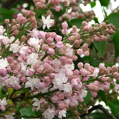 Syringa vulgaris 'Krasavitsa Moskvy'