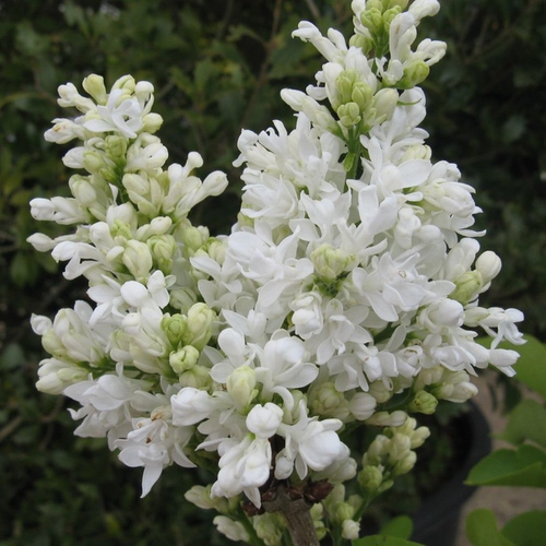 Syringa vulgaris 'Mme Lemoine'