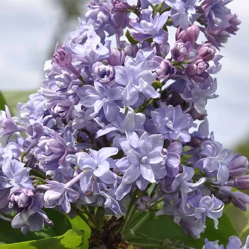 Syringa vulgaris 'Nadezhda'