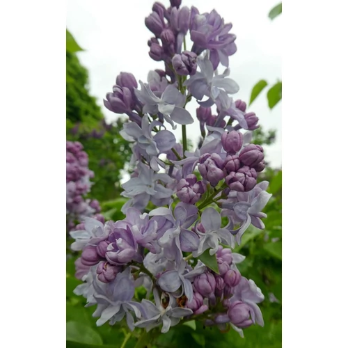 Syringa vulgaris 'Olivier de Serres'