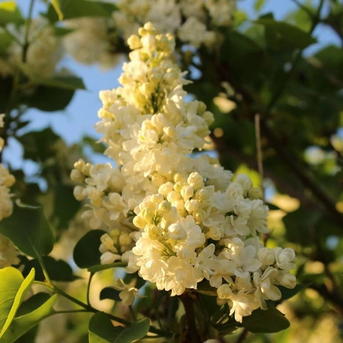 Syringa vulgaris 'Primrose'