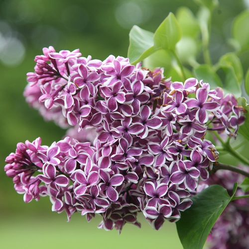 Syringa vulgaris 'Sensation'