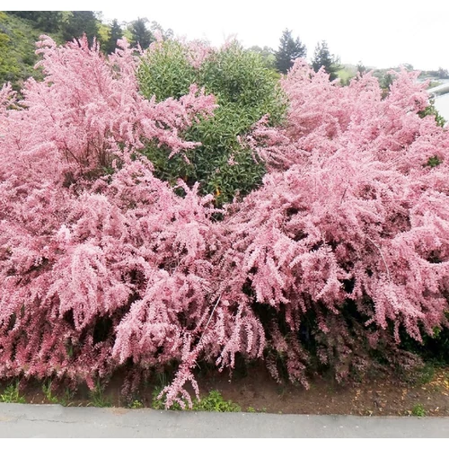 Tamarix ramosissima 'Pink Cascade'